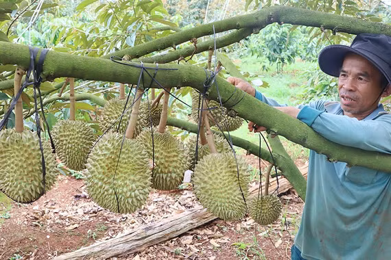 Tất bật bảo vệ vườn sầu riêng trước mùa mưa bão