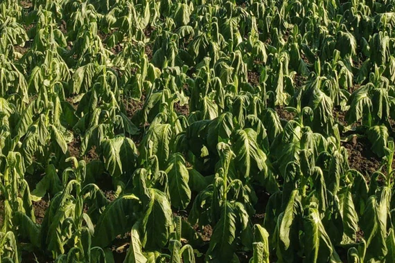 Mưa trái mùa gây thiệt hại hàng trăm hec-ta cây thuốc lá ở phía Tây Gia Lai.