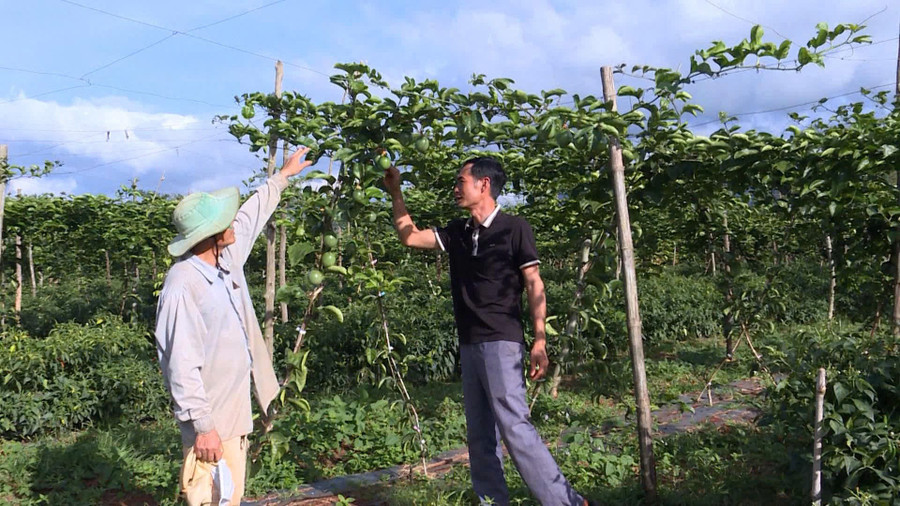 Ông Trần Mạnh Hưng-Giám đốc HTX Nông nghiệp-Dịch vụ-Thương mại Tổng hợp Tân Lộc Phát trao đổi kinh nghiệm chăm sóc chanh dây hương ổi. Ảnh: L.T anh-tran-manh-hung.jpg