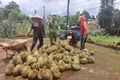 Nông dân xã Chư Prông chuyển diện tích hồ tiêu chết sang trồng sầu riêng mang lại giá trị kinh tế cao.
