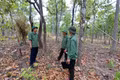 Gia Lai: Áp lực giữ rừng ngày càng gia tăng.