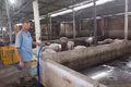 Gia Lai hiện có 6 chuỗi liên kết giữa doanh nghiệp và người chăn nuôi 