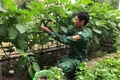 Đồn Biên phòng Ia Lốp: đẩy mạnh tăng gia sản xuất để cải thiện đời sống bộ đội 