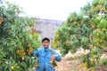 Vải ngọt đầu mùa ở Kbang. Ảnh: Ngọc Minh