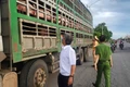 Xử phạt 2 lái xe vận chuyển heo nhiễm dịch tả heo châu Phi