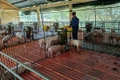 Gia Lai: 9 xã, phường đủ điều kiện công bố hết dịch tả heo châu Phi
