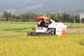 Nông dân các xã phía Đông tỉnh thu hoạch hơn 35.000 ha lúa Hè Thu 