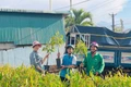 Các cơ sở kinh doanh cây giống vào mùa