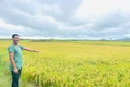 Chư Păh: Giúp đồng bào dân tộc thiểu số trồng lúa chất lượng cao