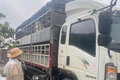Trạm Cảnh sát giao thông Tuy Phước phát hiện 2 xe tải chở heo nghi nhiễm bệnh khi di chuyển trên quốc lộ 1 vào đêm 2-12.