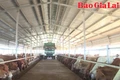 Hơn 200 dự án chăn nuôi tại Gia Lai được các nhà đầu tư quan tâm