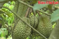 Thêm 829 mã số vùng trồng sầu riêng của Việt Nam được Tổng cục Hải quan Trung Quốc công nhận