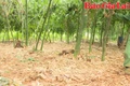 Trồng tre lấy măng: Mô hình làm giàu của nhiều nông dân huyện Đak Đoa 