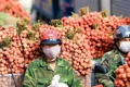 Nông sản Việt đang ở đâu?