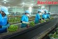 Nâng cao giá trị sản phẩm cây chuối theo hướng xuất khẩu