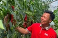 Đòn bẩy và điểm nghẽn của nông nghiệp hiện đại- Bài 1: Làm chủ đồng ruộng bằng công nghệ