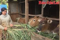 Hội LHPN phường Chi Lăng lan tỏa mô hình “Đàn bò sinh sản”