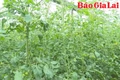 Pleiku xây dựng nền nông nghiệp xanh, sạch và bền vững