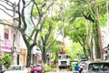 Chủ động giải quyết hiểm họa gãy, đổ cây xanh
