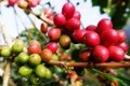 Ba năm 'trồi sụt' giá cà-phê