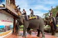 Giữ chân voi giữa đại ngàn