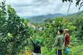 Miền núi Quảng Ngãi bừng sáng từ 'cần câu' sinh kế