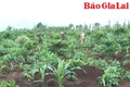 Nông dân Chư Pưh kỳ vọng cho vụ sản xuất mới