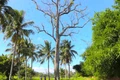Cây ké Rộc Trường gần An Khê Trường thuộc khu di tích Tây Sơn Thượng đạo, sừng sững cao chót vót. Ảnh: Ngọc Minh