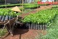 Nhộn nhịp thị trường giống cây trồng vào đầu mùa mưa