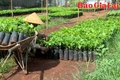 Nhộn nhịp thị trường giống cây trồng vào đầu mùa mưa