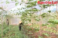 Trợ lực cho hợp tác xã vùng đồng bào dân tộc thiểu số phát triển 