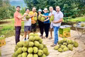Rời bỏ vị trí giám đốc doanh nghiệp nông sản ở TP. Hồ Chí Minh, ông Nguyễn Chất Sâm trở về xã Ia Ly (tỉnh Gia Lai) xây dựng thành công trang trại sầu riêng quy mô lớn. 