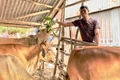 Nhiều hộ ở Mang Yang thoát nghèo nhờ hỗ trợ mô hình sinh kế