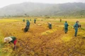 Chư Păh: Lan tỏa sâu rộng phong trào học và làm theo Bác