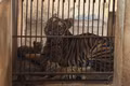 Ba con hổ Bengal vừa chào đời tại vườn thú FLC Zoo Safari Park Quy Nhơn