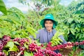 Thay vì lạm dụng thuốc bảo vệ thực vật, anh A Ngum áp dụng các giải pháp canh tác nông nghiệp hữu cơ vi sinh để cà phê phát triển vượt trội. Ảnh: T.D