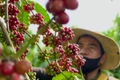 Ảnh: Vũ Thảo