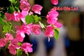 Mùa hoa “thức giấc” trên phố núi Pleiku