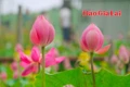 Rực rỡ mùa sen trên hồ Ia Băng