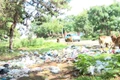 Hàng chục điểm tập kết rác thải gây ô nhiễm môi trường trên đường Trường Sa