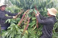 Dịch vụ chăm sóc vườn cà phê trọn gói: Hai bên cùng có lợi