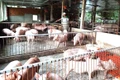 Phòng-chống dịch tả heo châu Phi: Nâng cao nhận thức người chăn nuôi là yếu tố then chốt