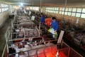 Trong bối cảnh dịch tả heo châu Phi còn diễn biến phức tạp, ngành chăn nuôi khuyến cáo việc tái đàn heo phục vụ thị trường cuối năm cần thận trọng và tuân thủ quy trình phòng-chống dịch bệnh. Ảnh: T.Lợi