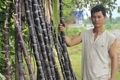Anh Phùng Minh Tuấn (thôn Phú Cường, xã Chư Sê) phấn khởi vì mía tím được mùa, được giá.