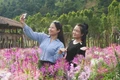 Vườn hoa túy điệp thơ mộng thu hút khách tham quan. Ảnh: Chu Hằng