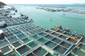 Chiếm dụng mặt nước đầm Đề Gi nuôi thủy sản