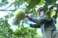Nâng tầm giá trị nông nghiệp từ tái cơ cấu