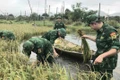 Cán bộ, chiến sĩ Đồn Biên phòng Cát Khánh giúp dân thu hoạch lúa tránh thiệt hại do mưa lớn gây ngập úng.