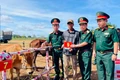 Lữ đoàn 234 bàn giao 200 bò giống cho hộ nghèo, cận nghèo xã Kdang.