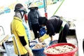 Ngư dân trúng mùa ruốc